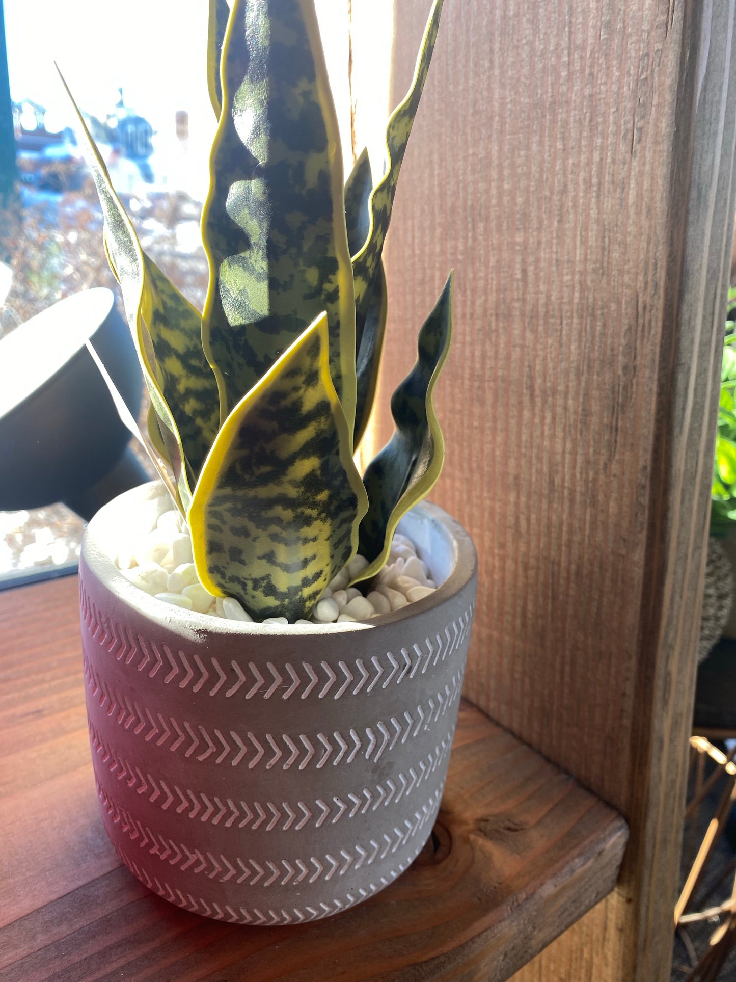 Snake Plant in Cement Pot
